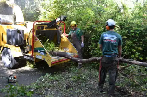 tree services Ridgway